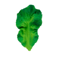 Chew Fruit and Veg